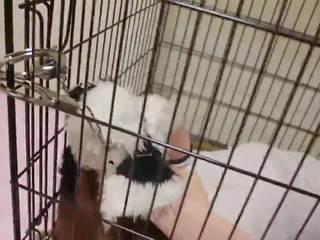 Kigurumi Dog in Cage Bondage and Breathplay: Free sex movie 65